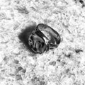 Luna Signet Ring - 925 Silver #11-Rings-Málm Adorn-V-UPTOWN LOCAL